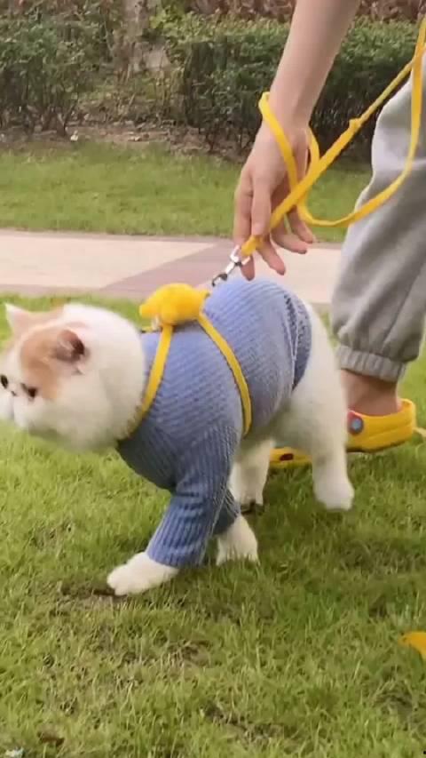 加菲最新爆料视频播放,娱乐圈幕后真相大曝光! 第2张 加菲最新爆料视频播放,娱乐圈幕后真相大曝光! 第2张